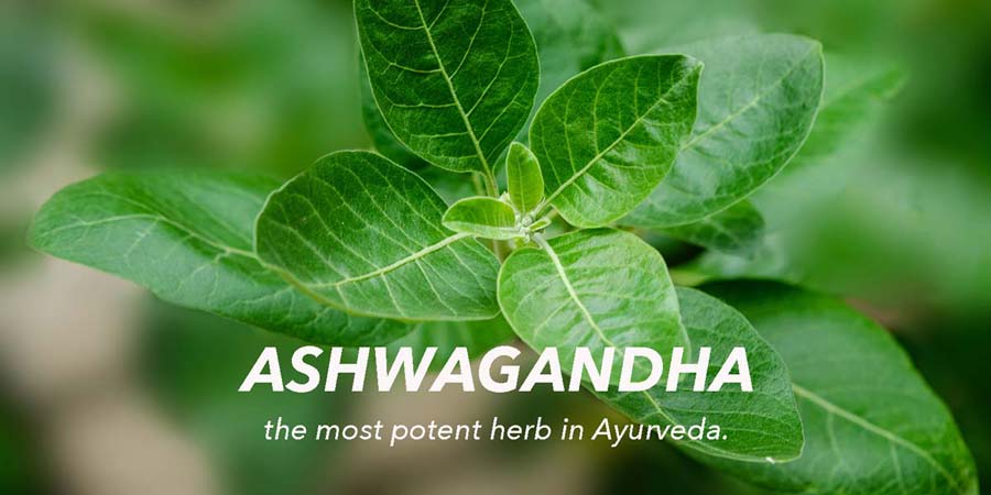 Ashwagandha tea combats physical and mental stress