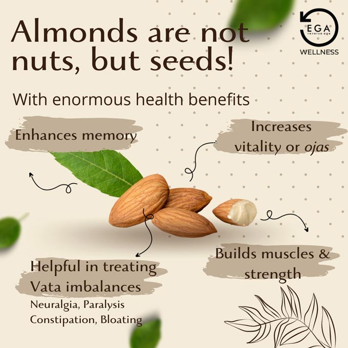 almonds are not nuts but seeds