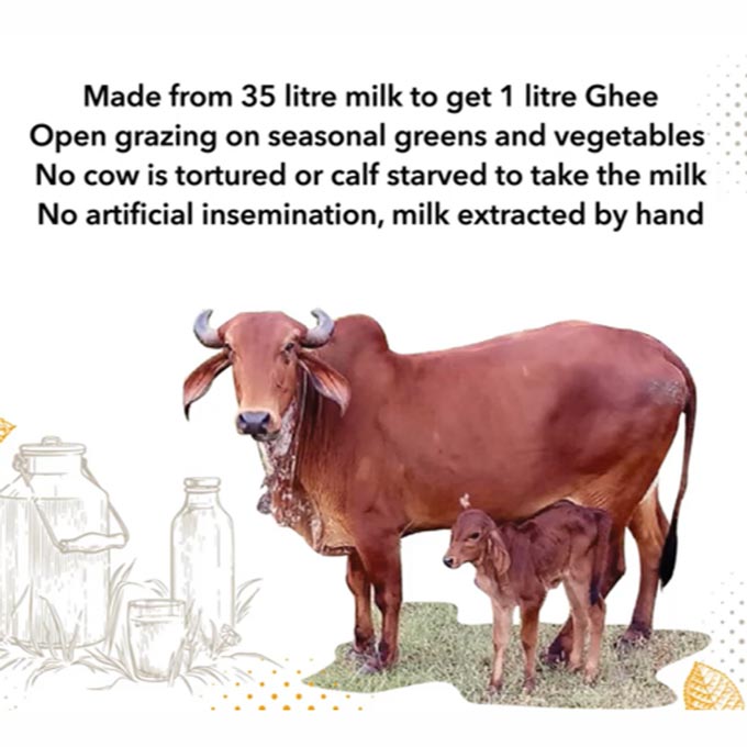 organic ghee 1litre from 35litre milk